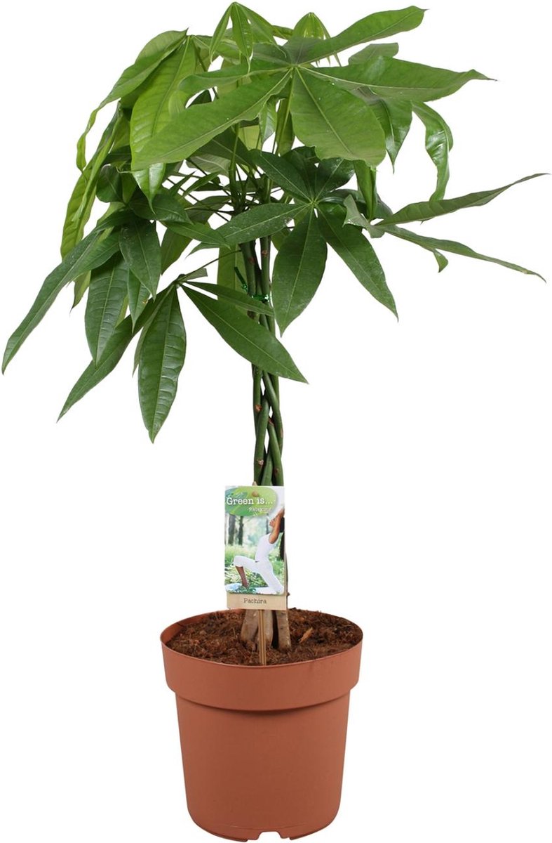 Plantenboetiek.nl | Pachira Aquatica - Ø 21cm - Hoogte 90cm