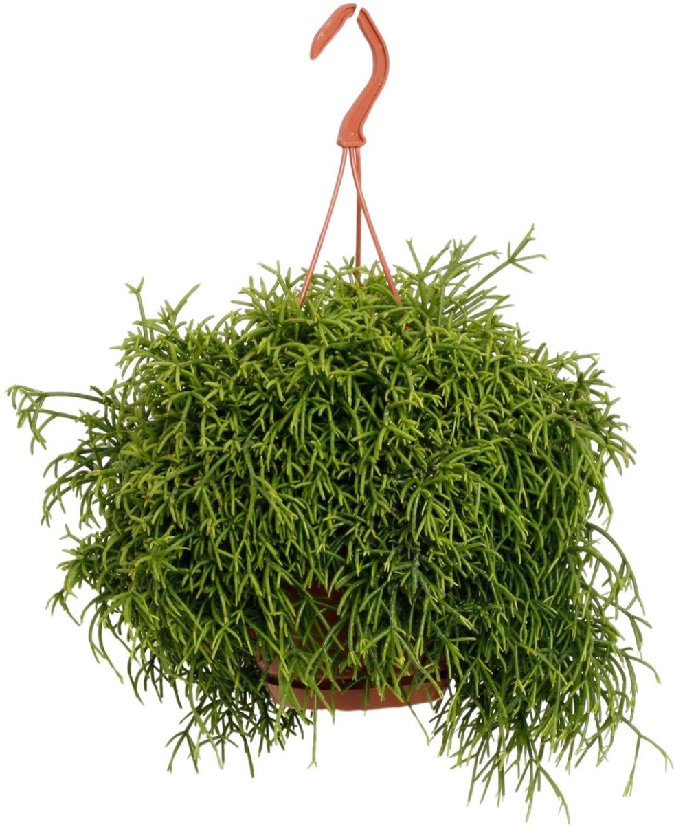 Plantenboetiek.nl | Rhipsalis Heteroclada - Kamerplant - Hoogte 45cm - Potmaat 21cm