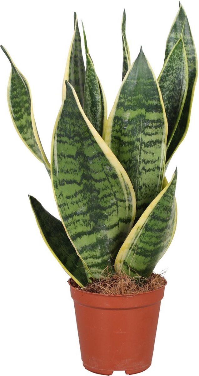 Plantenboetiek.nl | Sansevieria Trifasciata Futura Superba - Kamerplant - Hoogte 40cm - Potmaat 12cm