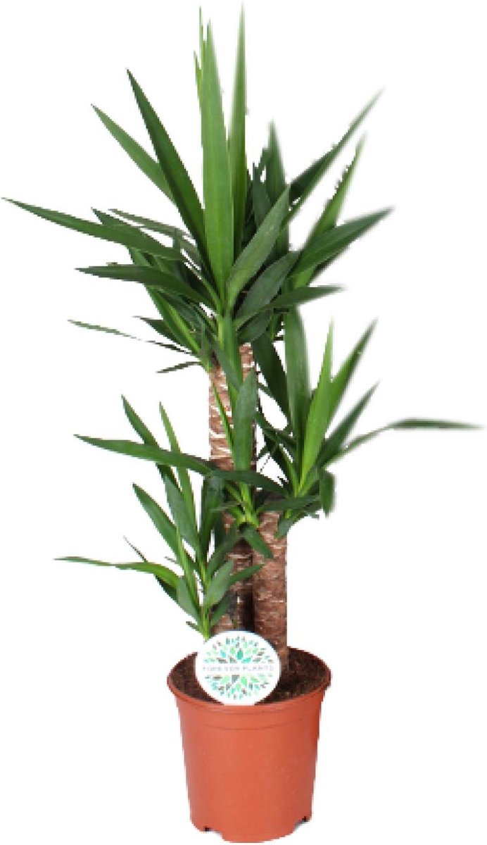 Plantenboetiek.nl | Yucca - Ø 21cm - Hoogte 90cm