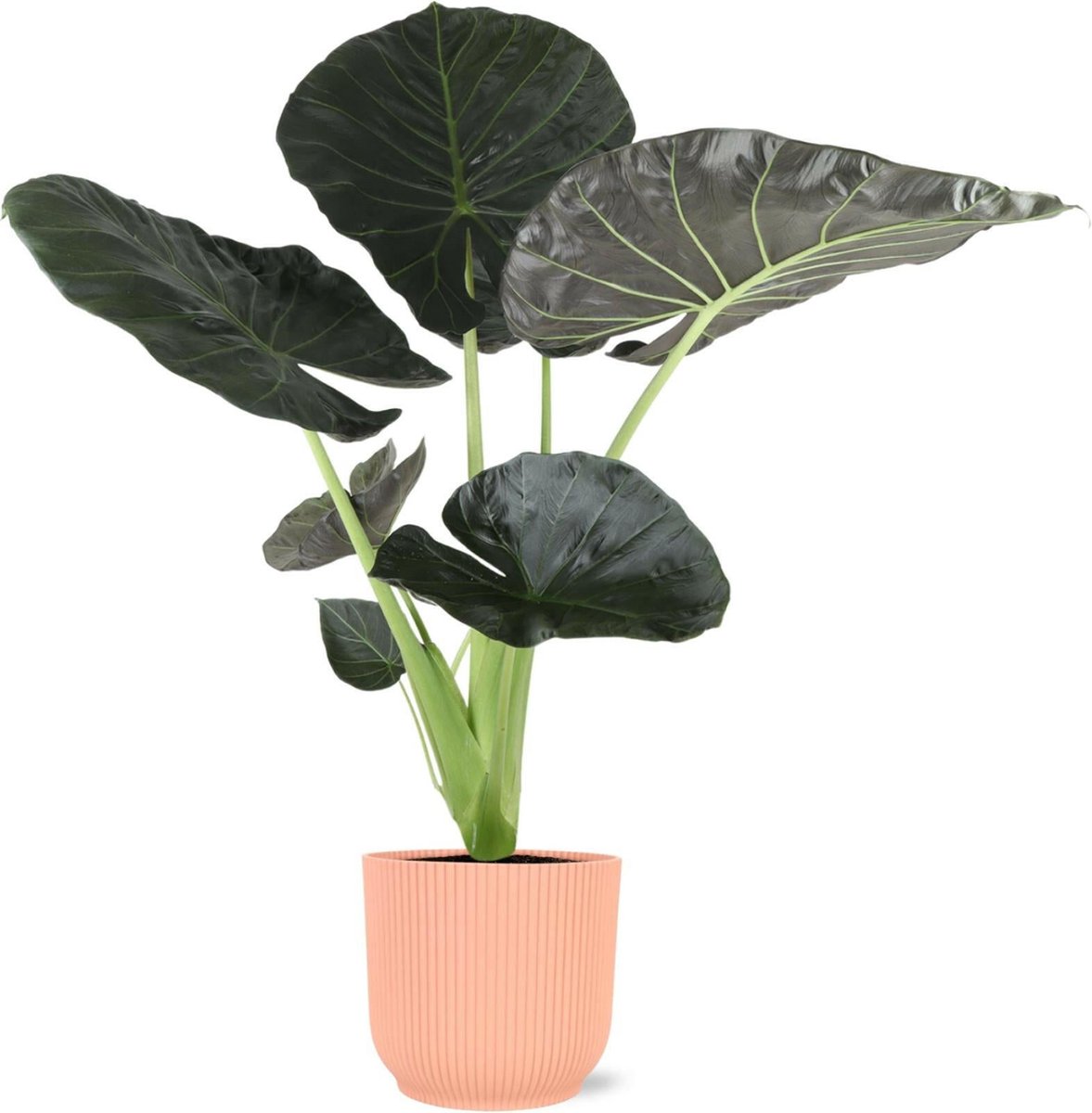 Alocasia Regal Shield Ø21cm - 100cm in Vibes ROZE pot