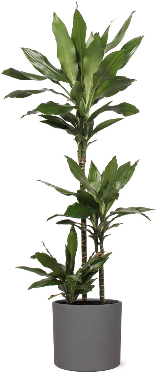 Dracaena Janet Lind Ø24cm 120cm in Era ANTRACIET pot