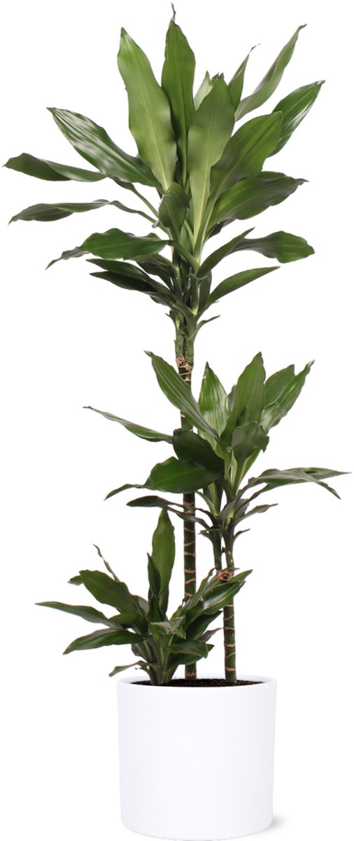 Dracaena Janet Lind Ø24cm 120cm in Era WIT pot