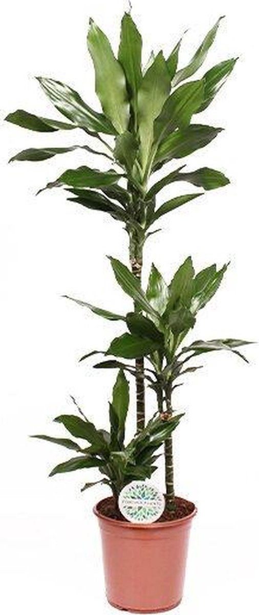 Dracaena Janet Lindt - Ø24cm - 120cm