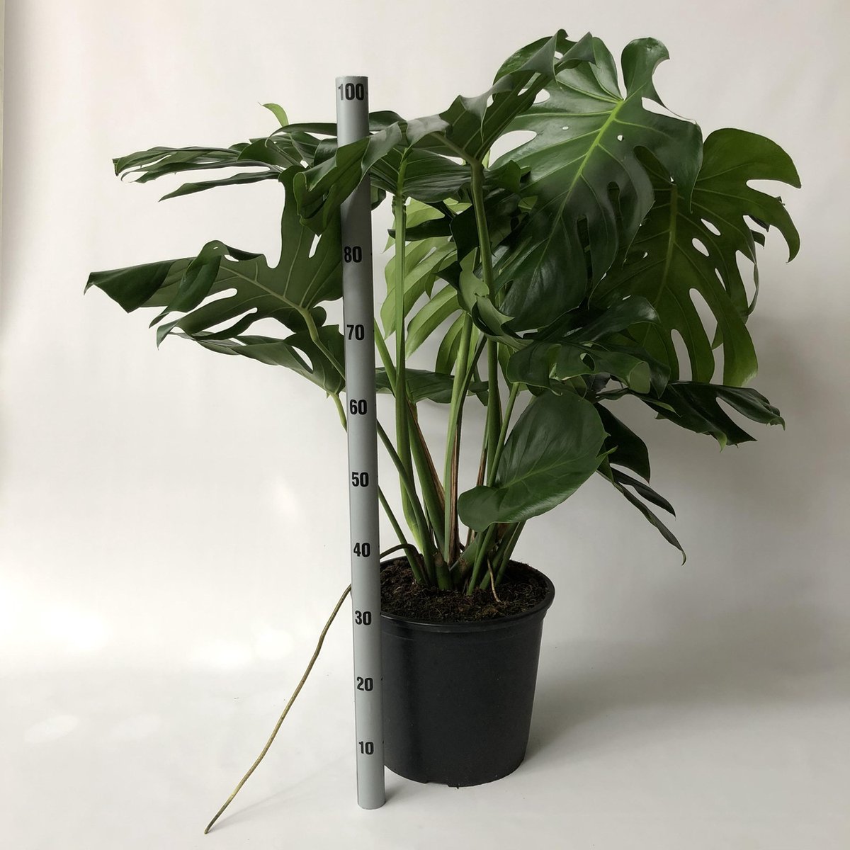 Monstera Deliciosa