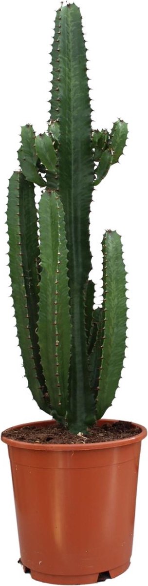 Plantenboetiek.nl | Euphorbia Trigona Rubra - Kamerplant - Hoogte 90cm - Potmaat 24cm