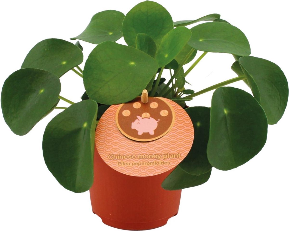 Plantenboetiek.nl | Pilea Peperomioides - Kamerplant - Hoogte 15cm - Potmaat 11cm