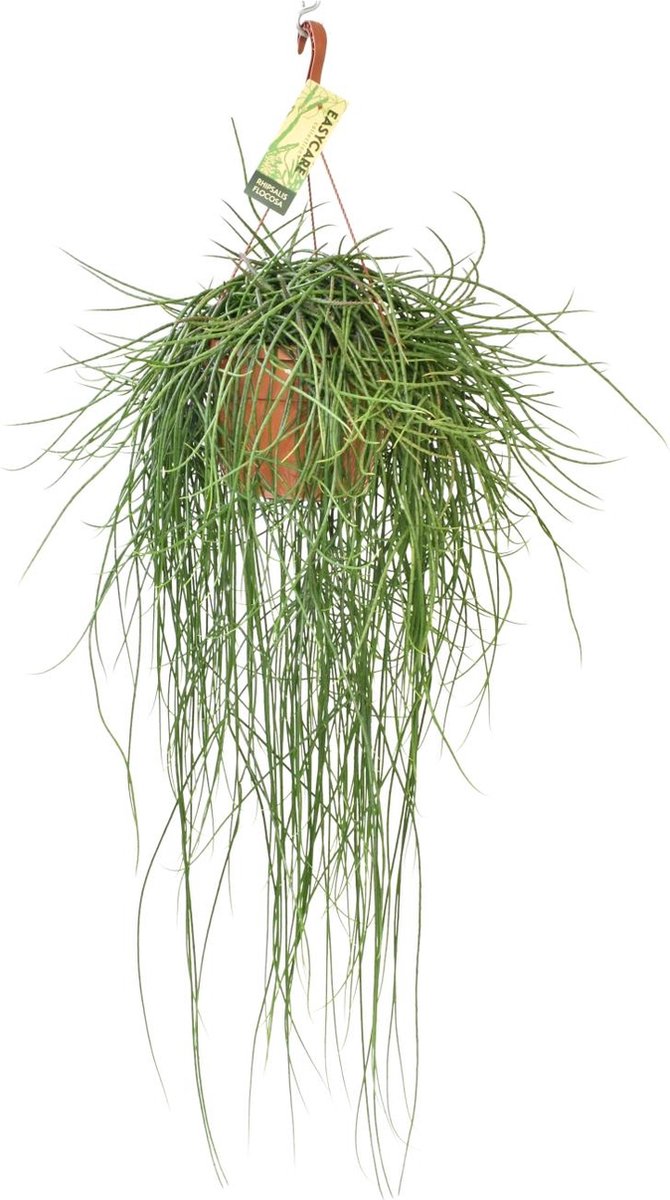 Rhipsalis Floccosa - Ø21cm - 70cm