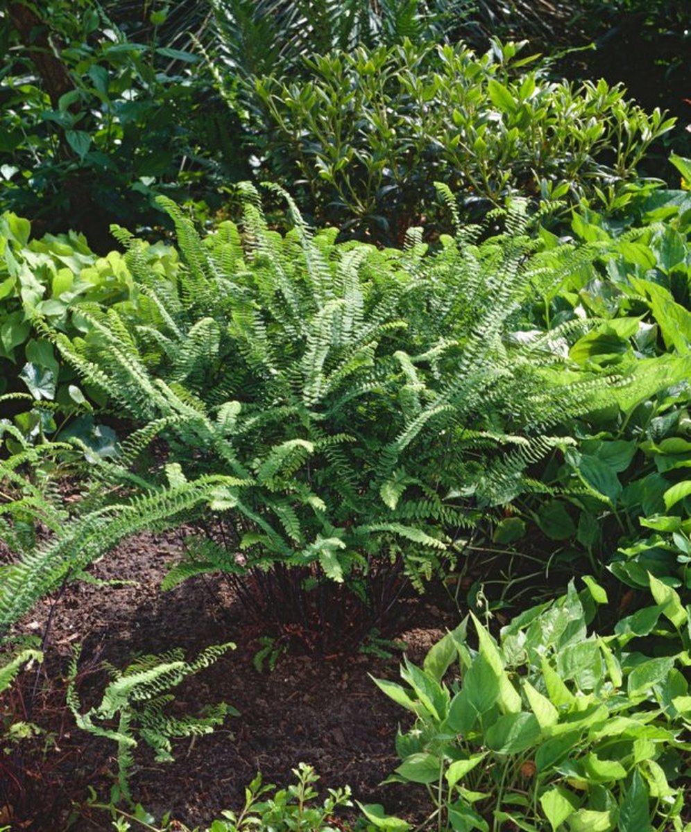 Set van 3 | Varens | Adiantum pedatum 'Imbricatum' - 0.7 liter pot