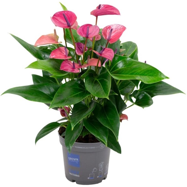 Anthurium Karma Purple - Kamerplant - Hoogte: 50cm - Potmaat: Ø17cm - Luchtzuiverend