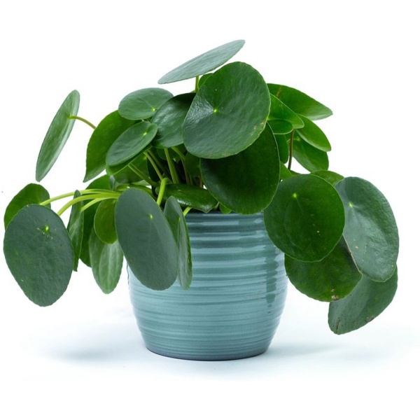 BloomGift | Kamerplanten | Pannenkoekplant | Pilea Peperomioides | 25cm | Ø 12 cm