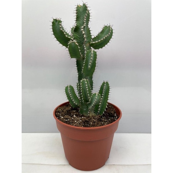 Cactus24- Euphorbia Polyacantha- 17cm pot- 30-40cm Hoog- Kamerplant