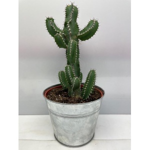 Cactus24- Euphorbia Polyacantha- 18cm Zinken Pot- 30-40cm Hoog- Kamerplant