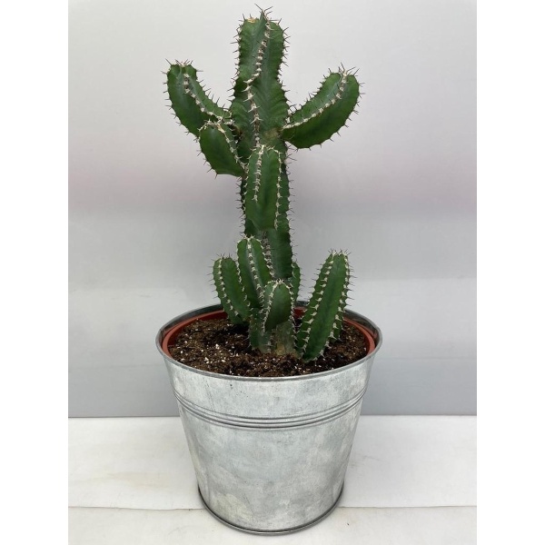 Cactus24- Euphorbia Polyacantha- 18cm Zinken Pot- 30-40cm Hoog- Kamerplant