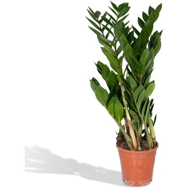 Hello Plants Zamioculcas Emerald Palm - Ø 17 cm - Hoogte: 70 cm - ZZ-Plant