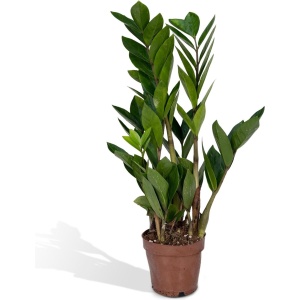 Hello Plants Zamioculcas Zamiifolia ZZ-Plant - Ø 12 cm - Hoogte: 40 cm