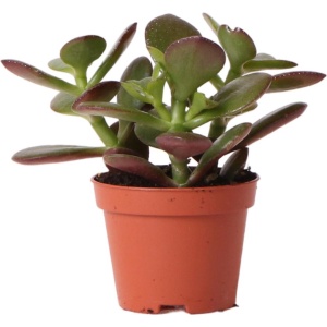 Kolibri Greens | Groene plant - Succulent Crassula Ovata - potmaat Ø6cm - groene kamerplant - vers van de kweker