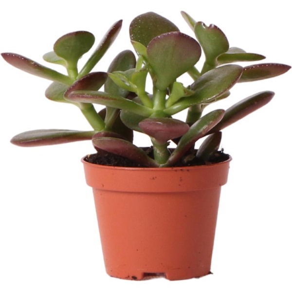 Kolibri Greens | Groene plant - Succulent Crassula Ovata - potmaat Ø6cm - groene kamerplant - vers van de kweker