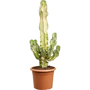 Euphorbia ingens marmorata Vertakt 120cm