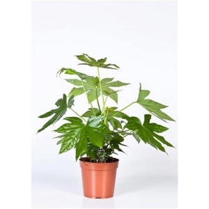 Fatsia Japonica - Ø17cm - 50cm