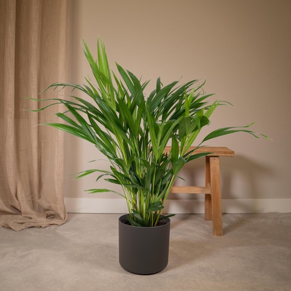 Hello Plants Dypsis Lutescens - Ø 17 cm - Hoogte: 60 cm - Areca Palm Kamerpalm