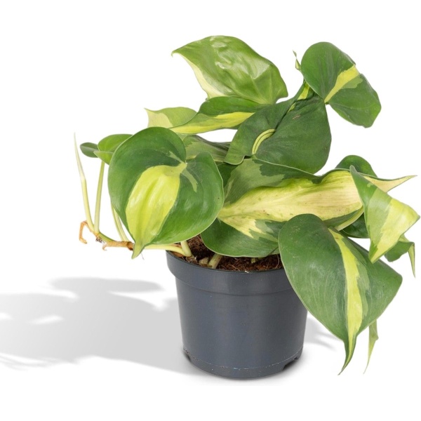 Hello Plants Philodendron Scandens Brasil Kamerplant - Ø 12 cm - Hoogte: 15 cm