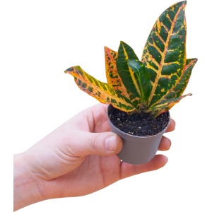 PLNTS - Baby Codiaeum Petra (Wonderstruik) - Kamerplant - Kweekpot 6 cm - Hoogte 15 cm