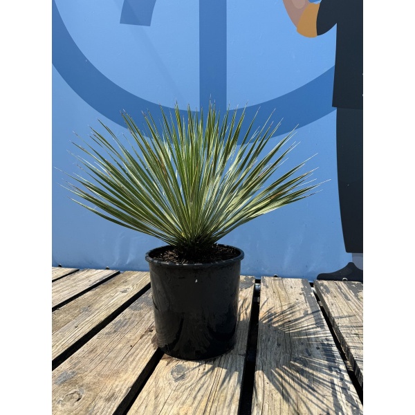 Sunny Tree - Palmboom - Yucca Rostrata - winterharde palmboom - Hoogte 70 cm