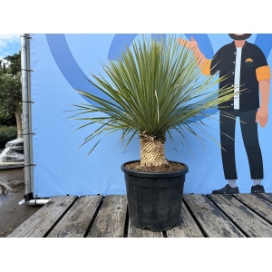 Sunny Tree - Yucca Rostrata - Palmboom - 120 cm - Winterharde palmboom - Palmlelie - Stamhoogte 20-30 cm