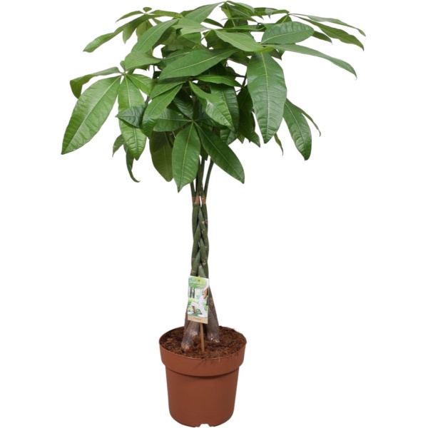 Trendyplants - Pachira Aquatica - Geldboom - Kamerplant - Hoogte 110-130 cm - Potmaat Ø24cm