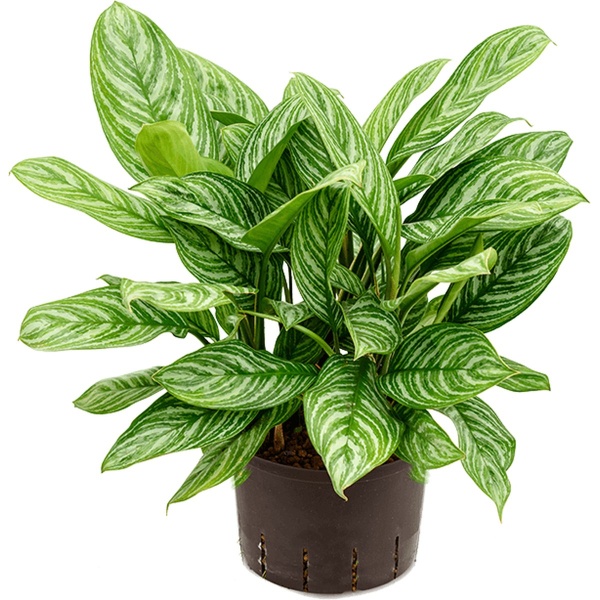 Aglaonema stripes L hydrocultuur plant