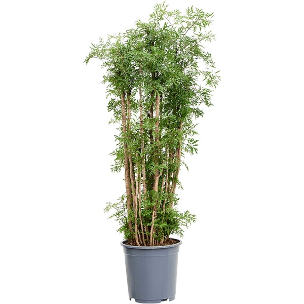 Aralia Polyscias Ming Vertakt 140cm