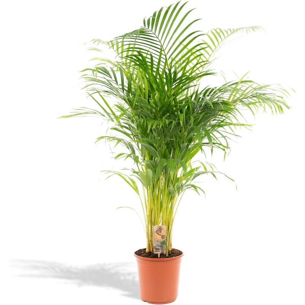 Areca Palm XXL - Goudpalm, Dypsis Lutescens - Hoogte 130cm - Potmaat 24cm