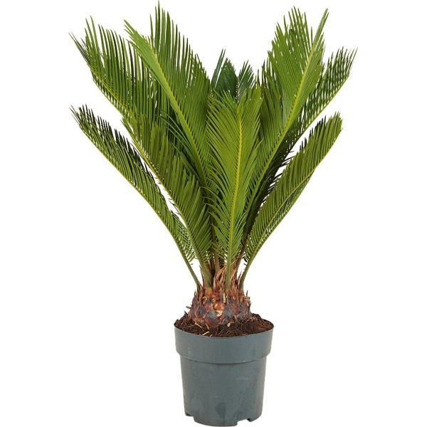 Bloomique - Cycas Revoluta - Vredespalm - Sagopalm - Palmvaren - Kamerplanten - Zeer Gemakkelijk te Verzorgen - 60-80 cm Hoog - Pot 17 cm