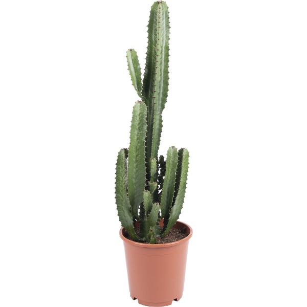 Bloomique - Euphorbia Acrurensis - Wolfsmelk - Cactus - Kamerplanten - Gemakkelijk in onderhoud - Pot 24cm - 80-100cm Hoog