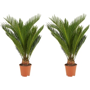 Bloomique - Set van 2 - Cycas Revoluta - Vredespalm - Sagopalm - Palmvaren - Kamerplanten - Zeer Gemakkelijk te Verzorgen - 40-50 cm Hoog - Pot 15 cm