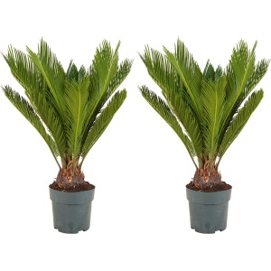 Bloomique - Set van 2 - Cycas Revoluta - Vredespalm - Sagopalm - Palmvaren - Kamerplanten - Zeer Gemakkelijk te Verzorgen - 60-80 cm Hoog - Pot 17 cm