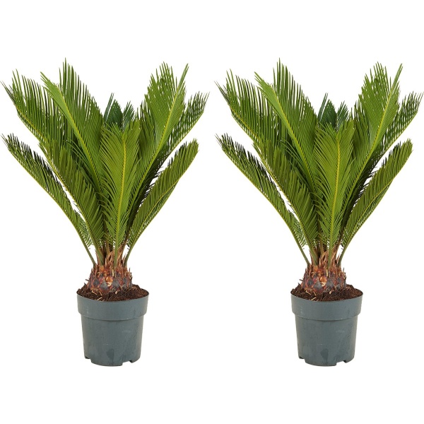 Bloomique - Set van 2 - Cycas Revoluta - Vredespalm - Sagopalm - Palmvaren - Kamerplanten - Zeer Gemakkelijk te Verzorgen - 60-80 cm Hoog - Pot 17 cm