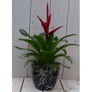 Bromelia zwarte/antraciete pot 30 cm