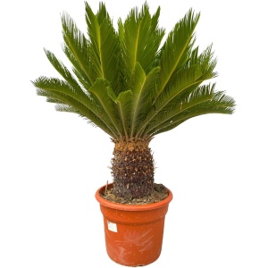 Cycas Revoluta - 110cm