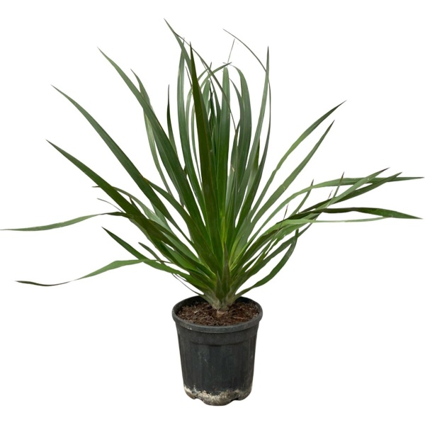 Dracaena Draco - 60cm