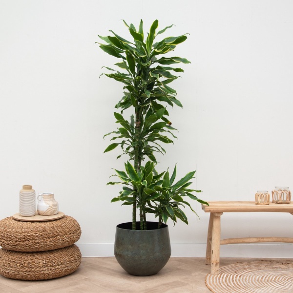 Dracaena Golden Coast - 160cm