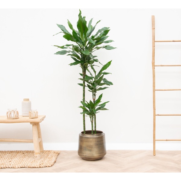 Dracaena Janet Lind XL - 160cm