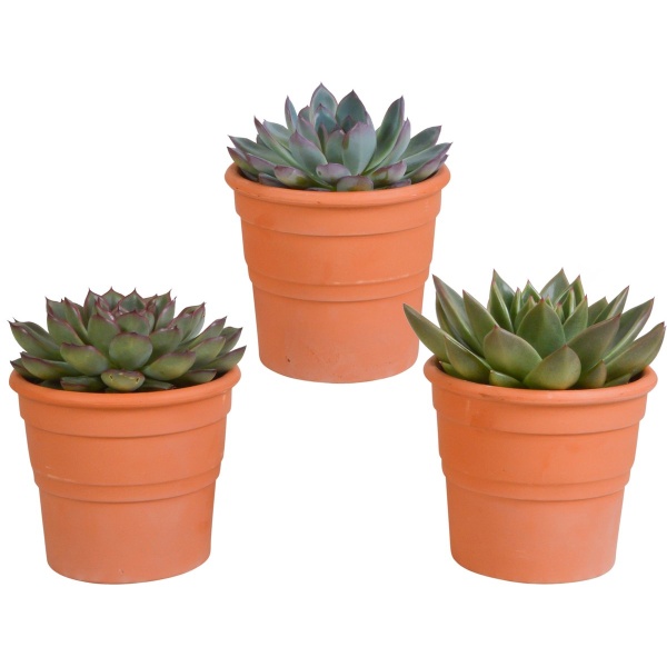 Echeveria mix 10.5 cm in terracotta pot | 3 stuks