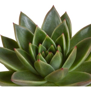 Echeveria mix 10,5 cm | 3 stuks