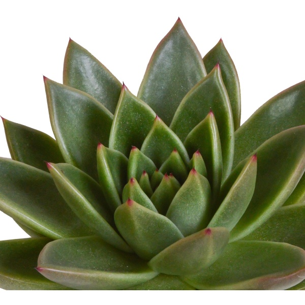 Echeveria mix 10,5 cm | 3 stuks