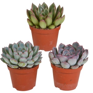 Echeveria mix 8.5 cm - 3x - zonder pot