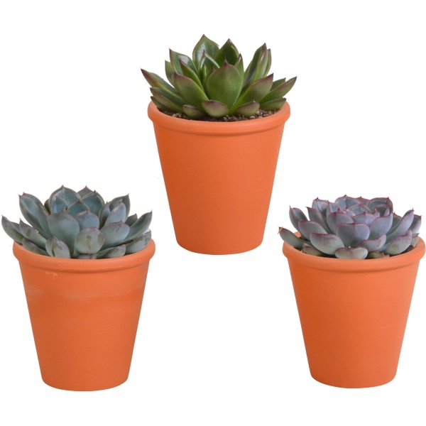 Echeveria mix 8.5 cm in terracotta pot | 3 stuks