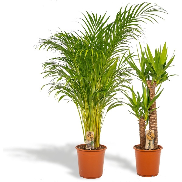 Hello Plants Kamerplanten Deal - Areca Palm & Yucca Palmlelie - ⌀ 24/21 cm Pot - Hoogte: 130/100 cm