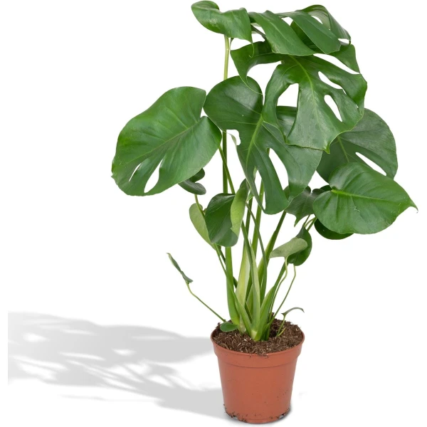 Hello Plants Monstera Deliciosa Gatenplant - ⌀ 17 cm - Hoogte: 55 cm - Kamerplant